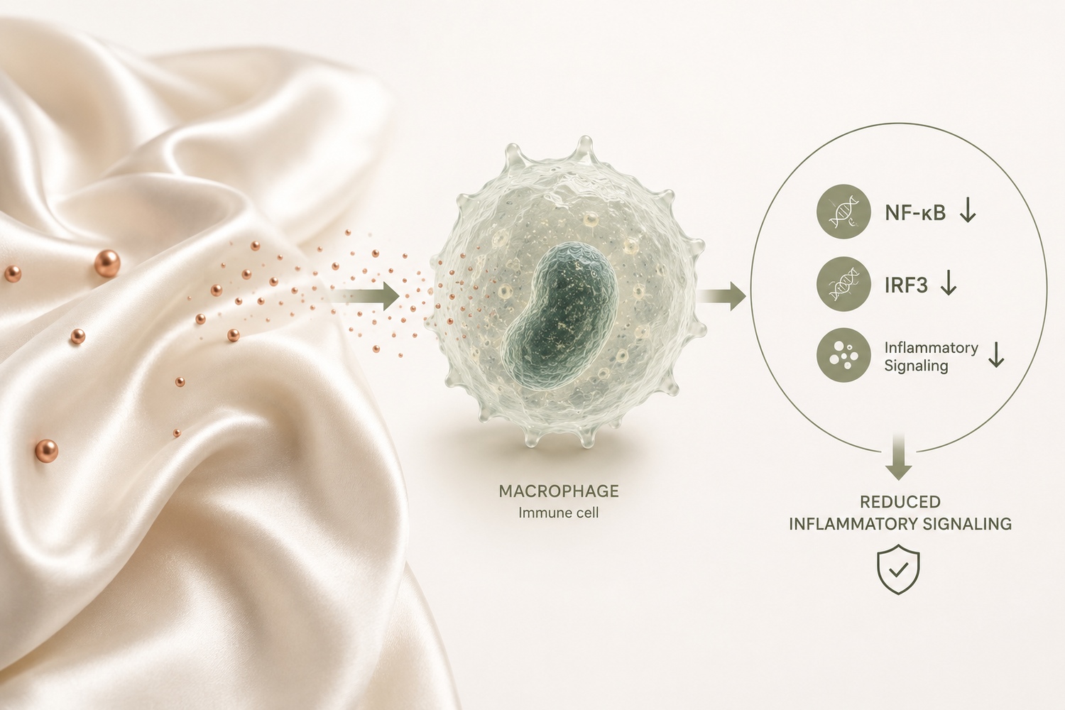 A scientific infographic on a cream background showing a macrophage immune cell next to draped champagne silk fabric with small rose gold beads. Arrows point from the fabric and cell to a circular diagram indicating reduced inflammatory signaling through NF-κB, IRF3, and inflammatory signaling.